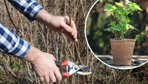 Dowiedz się, jak rozmnożyć krzewy przez sadzonki zdrewniałe.