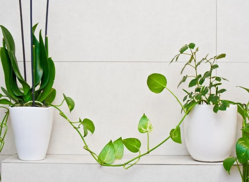 Wysoka wilgotność w łazience stwarza idealne warunki dla wielu roślin doniczkowych