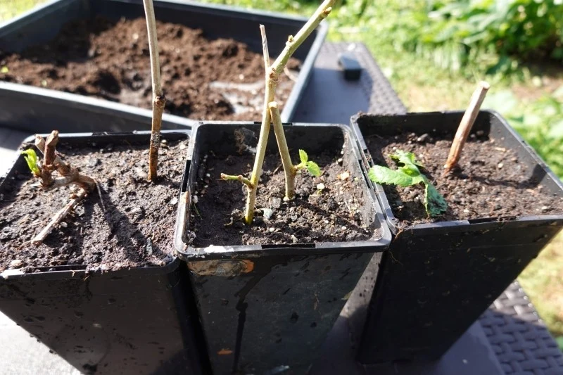 Sadzonki zdrewniałe należy pobierać po pierwszych listopadowych przymrozkach