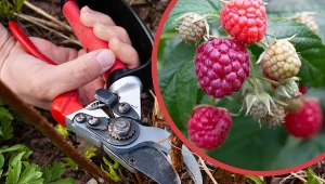 Maliny jesienne powtarzające owocowanie. Wycinać wszystkie pędy czy zostawić je na zimę?