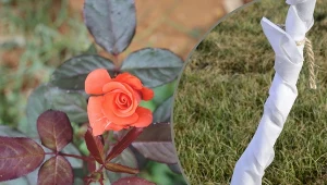 Posadziłeś róże w tym roku? Zadbaj o nie przed zimą. Wbrew pozorom jest to prostsze niż w przypadku róż starszych.