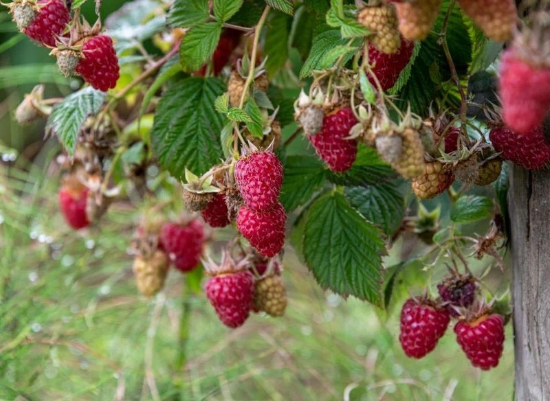Maliny odmian jesiennych możemy zbierać aż do przymrozków