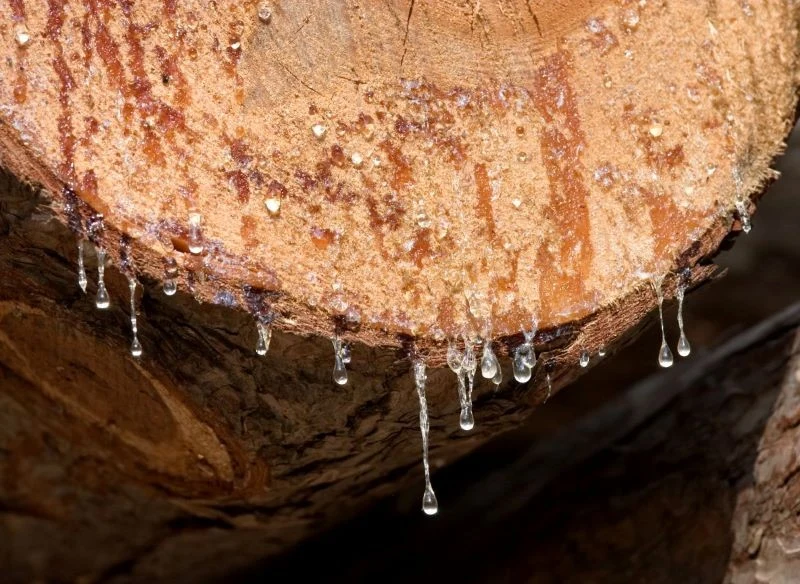 Lepka żywica zasycha na tkaninach i staje się niezwykle trudna w usunięciu