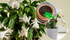 Grudnik to bardzo dekoracyjna roślina doniczkowa, której wielką zaletą jest to, że kwitnie późną jesienią i zimą.