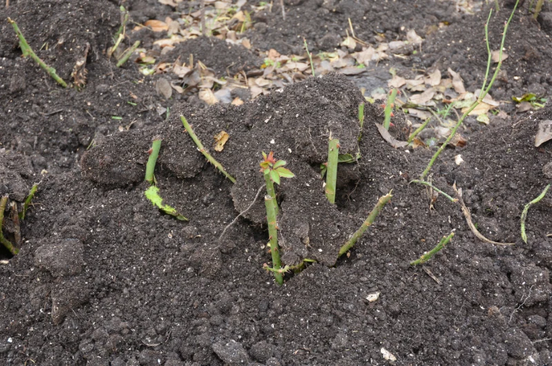 Młode róże pienne warto też zabezpieczyć przed zimą okrywaniem
