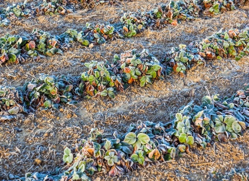Truskawki przykrywamy na zimę, aby wytrzymały nawet duże, ujemne temperatury