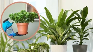 Jesień i zima to trudny czas dla kwiatów doniczkowych, dlatego trzeba się o nie wtedy szczególnie zatroszczyć.