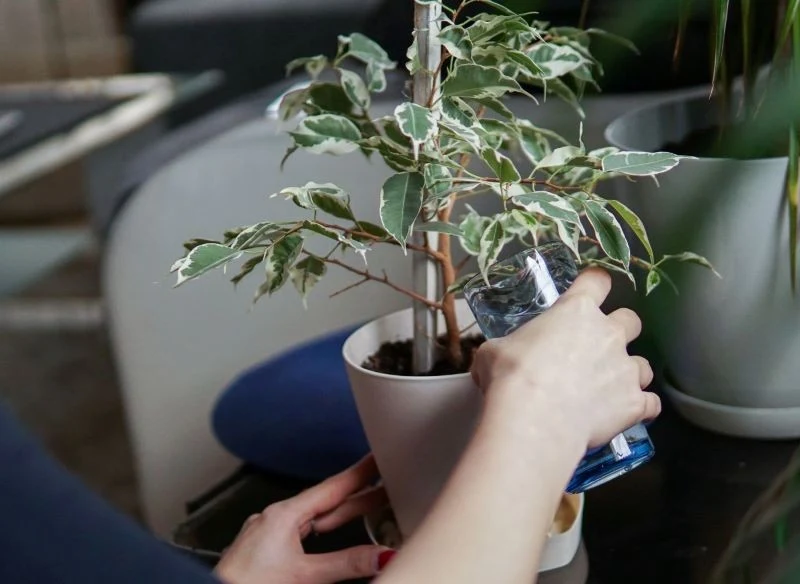 Zimą rośliny domowe podlewajmy oszczędnie