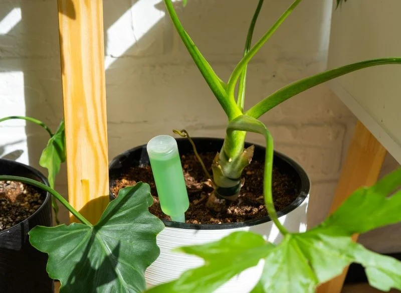 W chłodnych miesiącach roku unikajmy nawożenia kwiatów doniczkowych preparatami bogatymi w azot