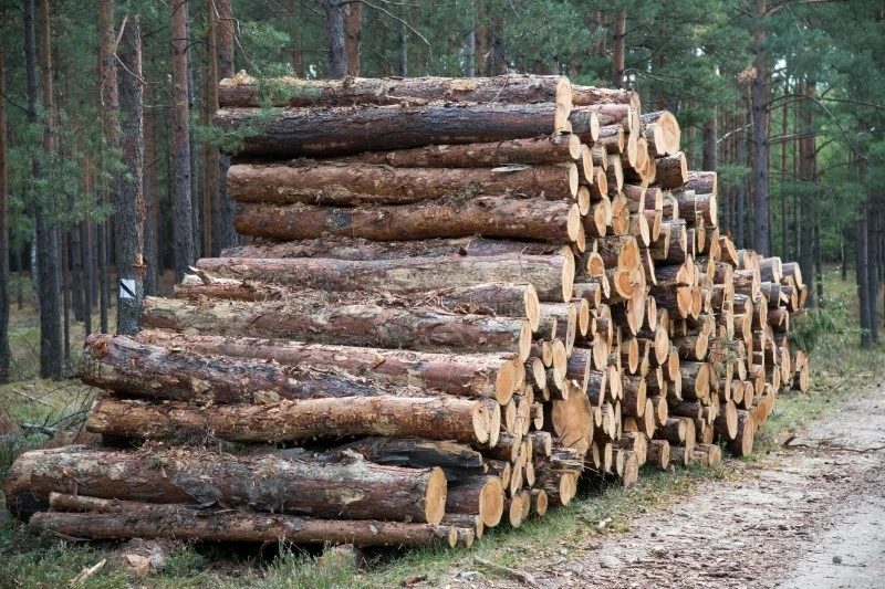 Drewno opałowe można kupić w wybranych nadleśnictwach