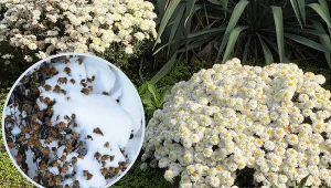 Nie wszystkie rodzaje chryzantem przetrwają zimę w gruncie.