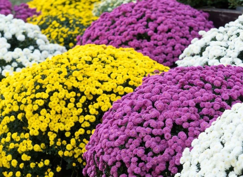 Chryzantem kupionych przy cmentarzu nie powinniśmy od razu sadzić w ogrodzie