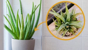 Aloes ma miękkie liście? Trzeba reagować od razu.