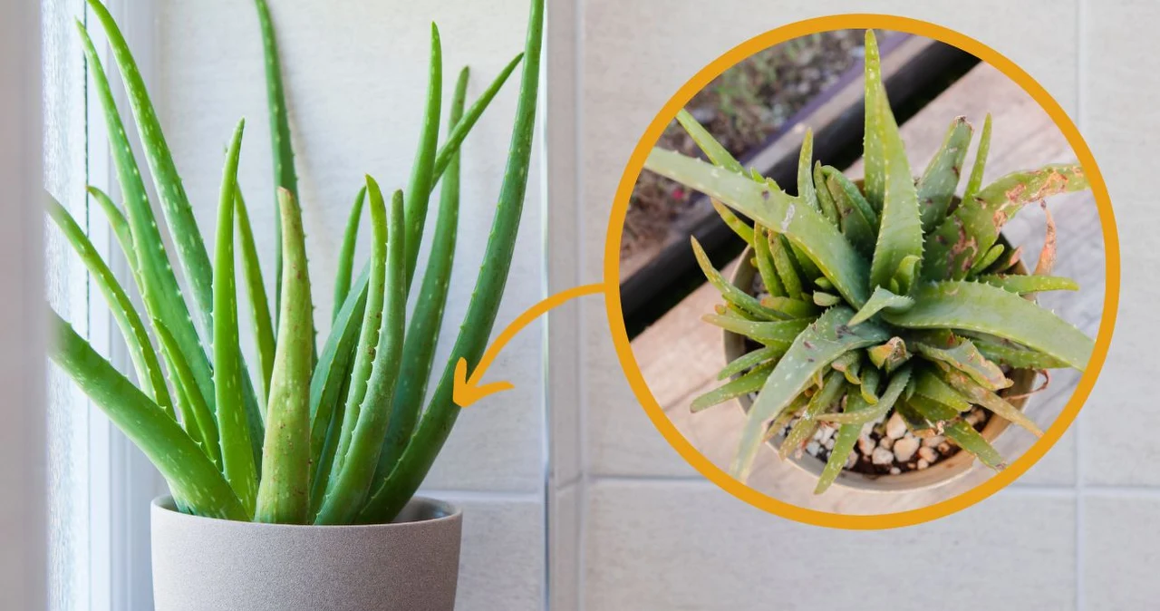 Dlaczego aloes opada i ma mikkie licie? Jak podlewa i pielgnowa aloes?  - Deccoria.pl