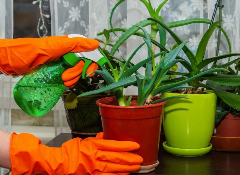 Pielęgnacja aloesu nie jest skomplikowana, ale trzeba pamiętać o kilku ważnych zasadach