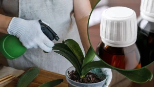 Woda utleniona ma wiele zastosowań w uprawie roślin.