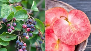 Poznaj wyjątkowe gatunki drzew owocowych, które uprawia się niezwykle rzadko.