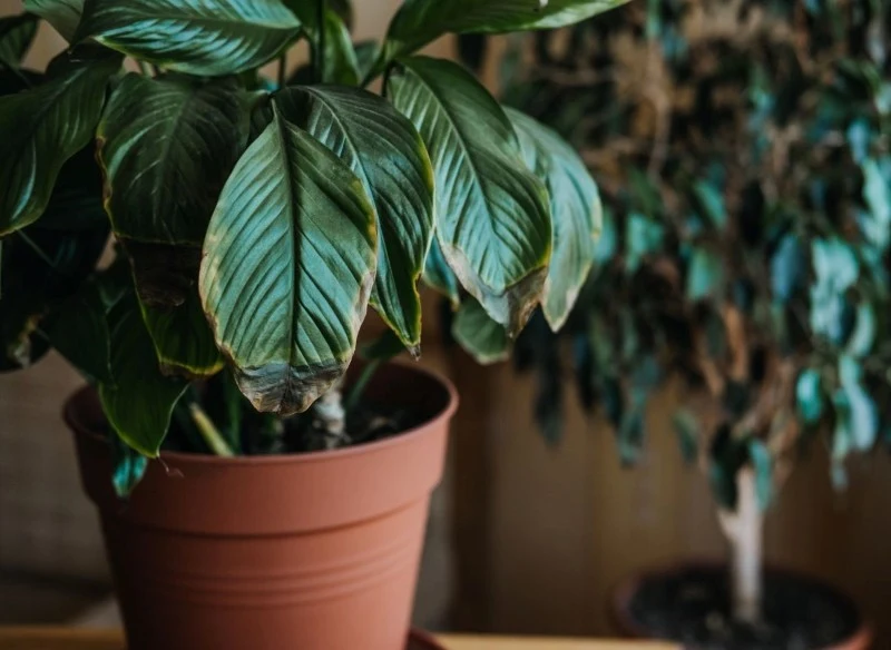 Wodę utlenioną można stosować do wszystkich domowych roślin doniczkowych