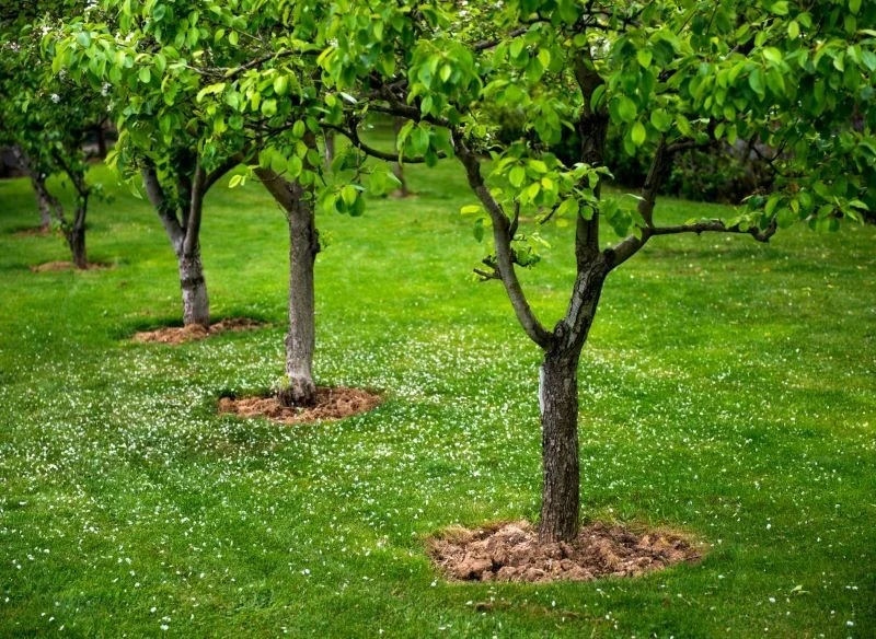 W przydomowym sadzie mogą rosnąć nie tylko tradycyjne jabłonie i czereśnie