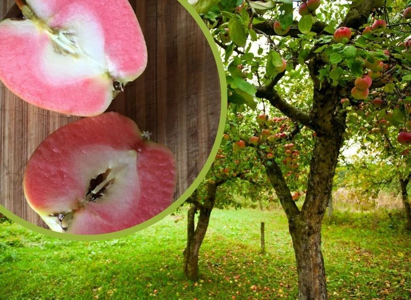 Jabłka o czerwonym miąższu zaskakują nie tylko wyglądem, ale również smakiem