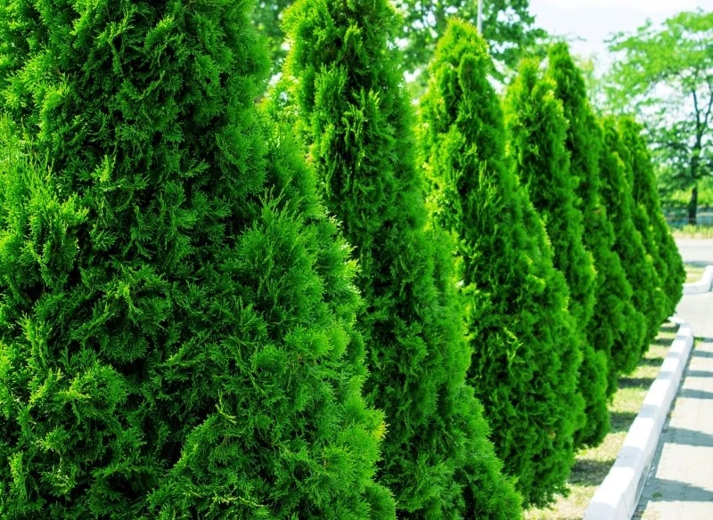 Tuje można wyciąć bez pozwolenia, ale trzeba pamiętać o kilku zasadach