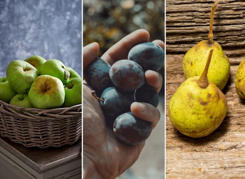 Moda na stare odmiany drzew owocowych powoli wraca