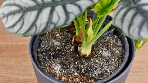 Pleśń w doniczce jest niebezpieczna dla rośliny.