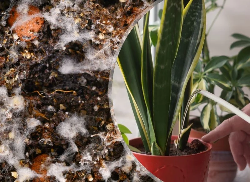 Przelewanie roślin to jedna z przyczyn powstawania pleśni na podłożu w doniczce