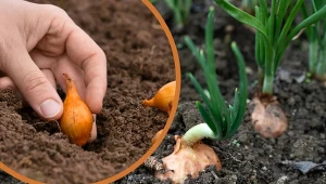 Jesienią cebulę sadzi się inaczej niż wiosną.