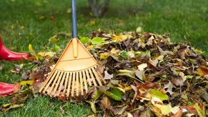 Czy wszystkie liście z ogrodu trzeba usunąć? Niekoniecznie.