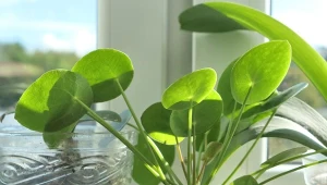 Pieniążek cieszy się popularnością ze względu na swoje piękne liście i łatwość w uprawie.