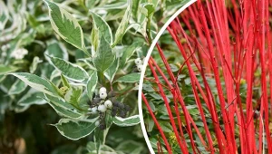 Dereń biały na żywopłot nadaje się idealnie.