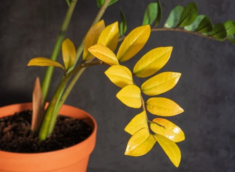 Najgroźniejszy dla zamiokulkasa jest nadmiar wody