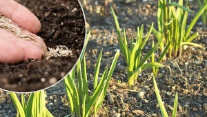 W listopadzie siejemy warzywa ozime. Marchew, pietruszka i koper ogrodowy