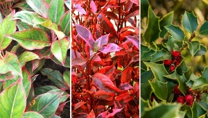 Balkon i taras późną jesienią nie musi być szary. Można ozdobić go zimozielonymi krzewami.