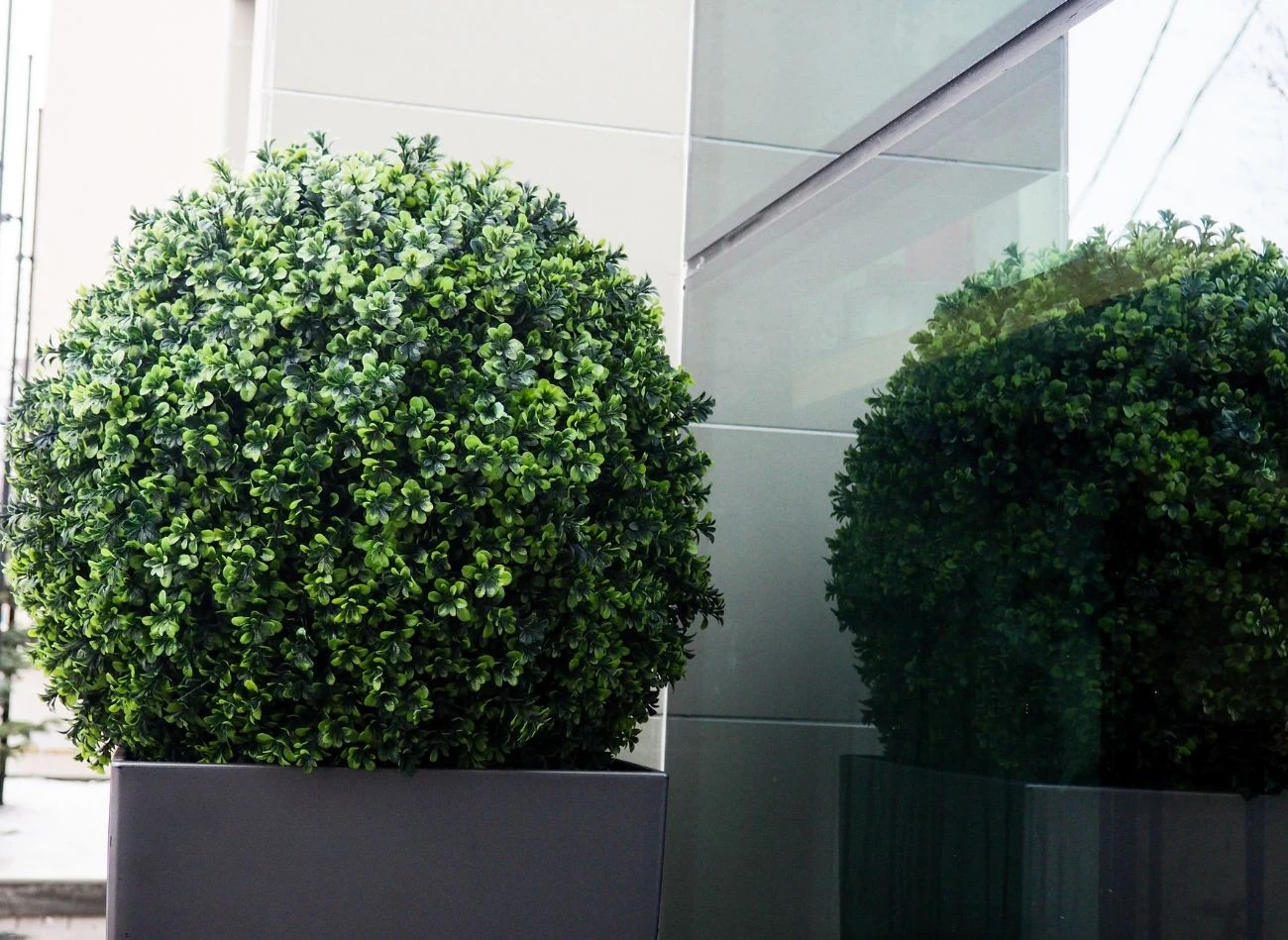 Bukszpan wyjątkowo dobrze prezentuje się w donicy