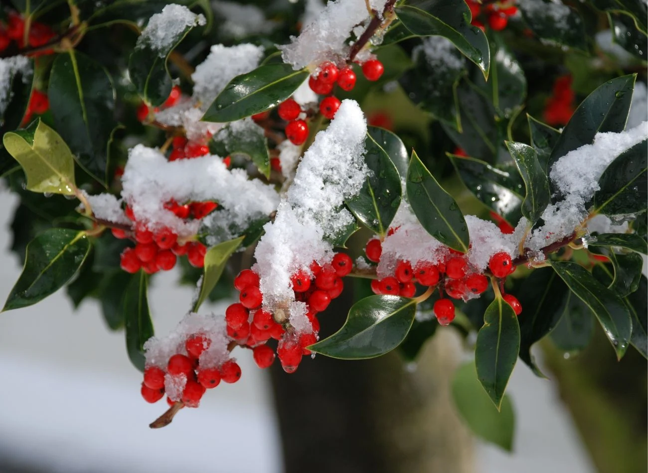 Liście ostrokrzewu są wyjątkowe, ale najpiękniej prezentuje się zimą, podczas owocowania