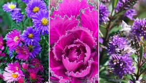 Dzięki roślinom kwitnącym w listopadzie ogród nabiera wielu barw.