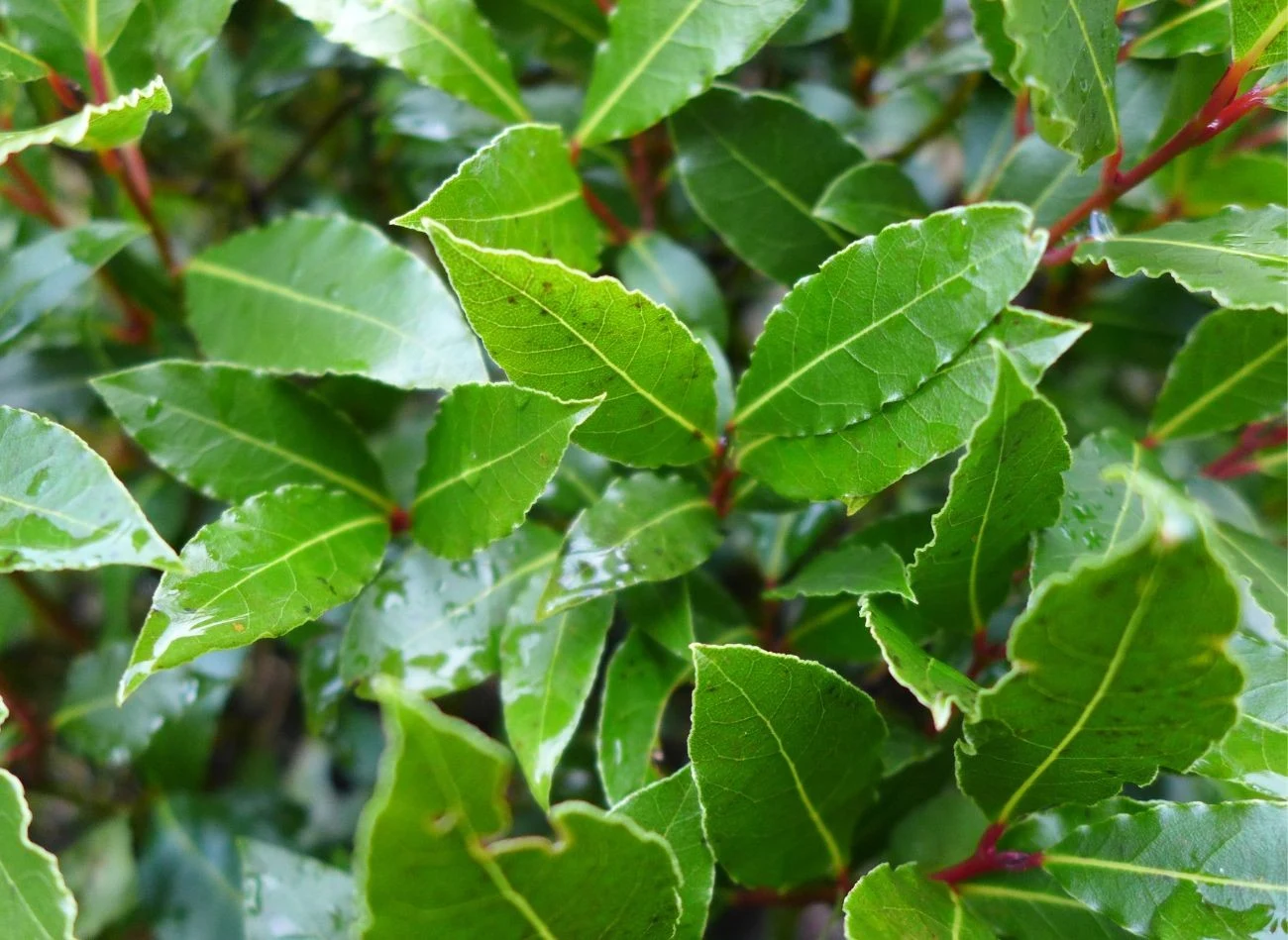 Kiścień wawrzynowy to krzew idealny na taras lub balkon