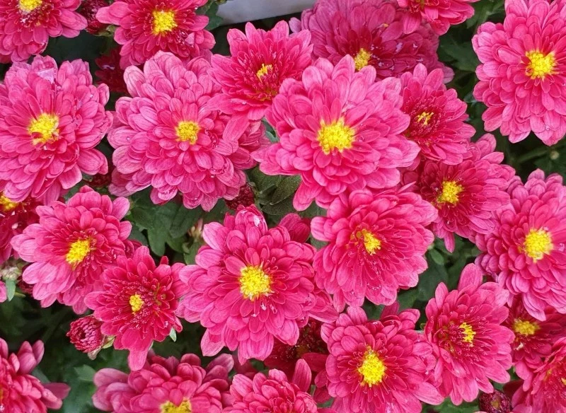 Chryzantema drobnokwiatowa kwitnie w listopadzie