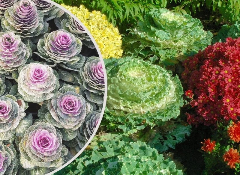 Kapusta ozdobna jest niezwykle wytrzymała, najpiękniej wyglądają jesienią, w listopadzie