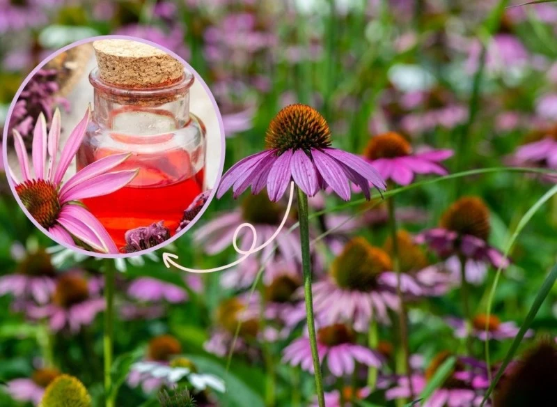 Jeżówka to przepiękny kwiat kwitnący jesienią