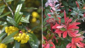 Berberysy zimozielone to popularne rośliny, z których można uformować piękne żywopłoty.