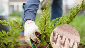 Wiele roślin w ogrodzie potrzebuje ściółkowania. Co najlepiej do tego wykorzystać?