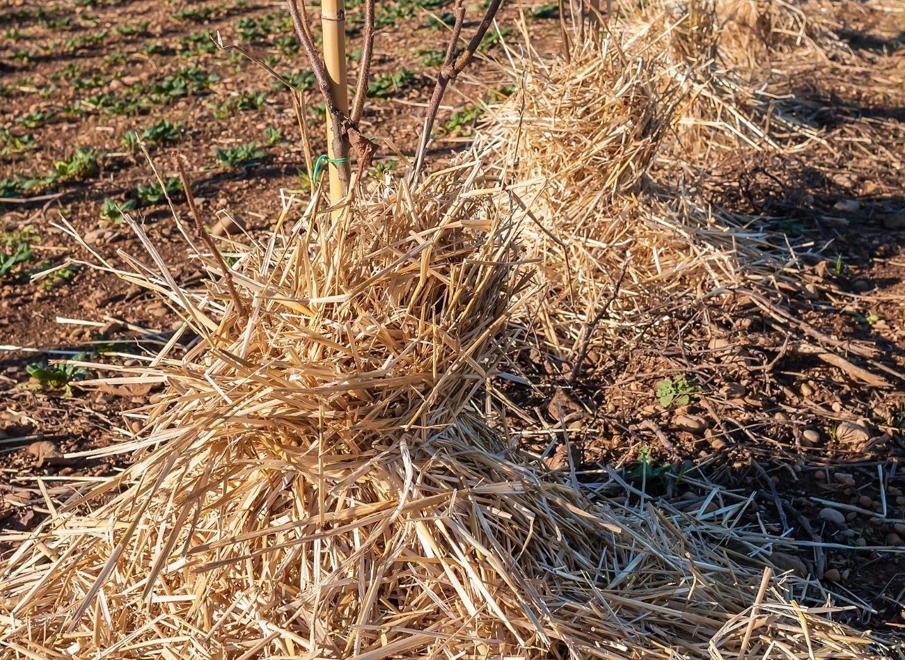 Ściółkowanie roślin słomą, to jedna z najpopularniejszych metod ich zabezpieczania na zimę