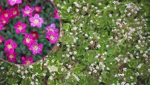 Jeżeli zapewnisz jej optymalne warunki rozwojowe, zapewnisz sobie zielony dywan  przez cały rok, a w maju i czerwcu burzę białych, eterycznych kwiatów.