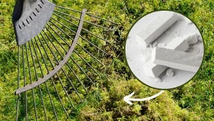 Mech to problem każdego, kto marzy o pięknym i gęstym trawniku.