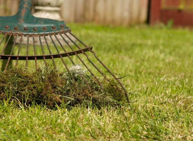 Mech na trawniku pojawia się wtedy, gdy trawa jest osłabiona i niewłaściwie pielęgnowana