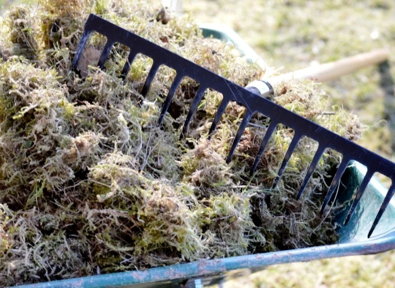 Mech na trawniku bardzo osłabia trawę