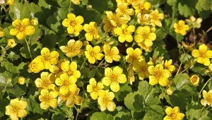 Pragnia syberyjska to świetna roślina okrywowa, która tworzy pięknie wyglądające dywany o żółtych kwiatach.